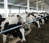 молочное животноводство дойные коровы телята мастит